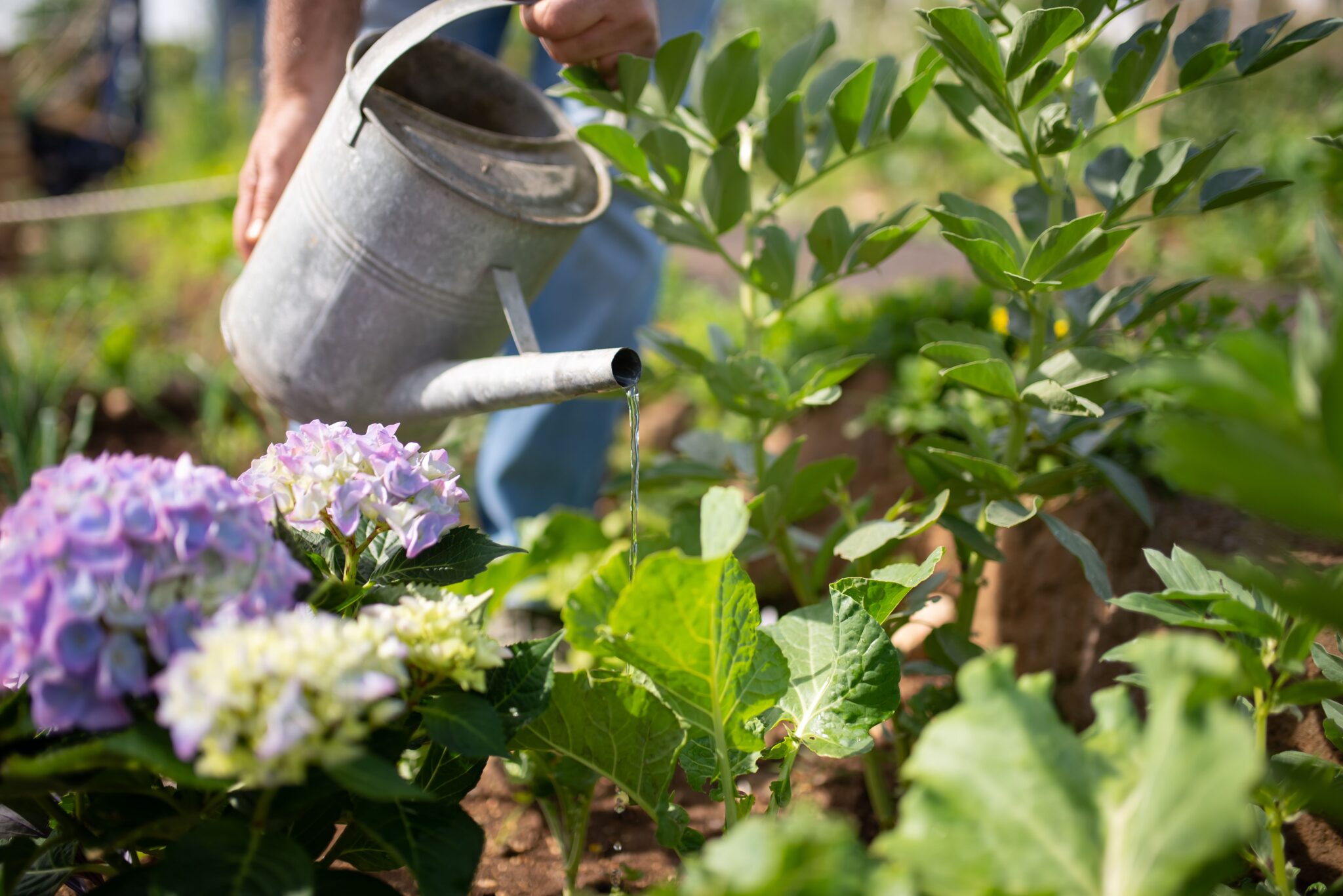 giardino di comunità